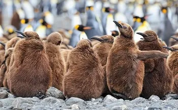 Falkland Islands