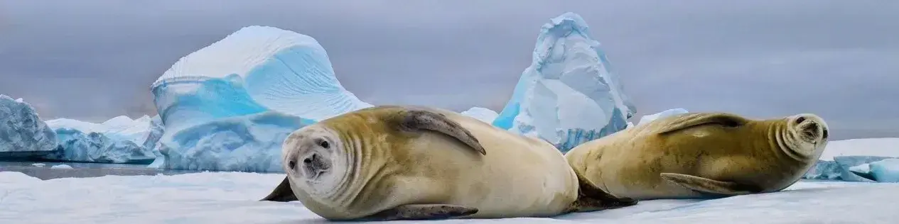 watching in Antarctic Cruises fur, crabeater and leopard seals as well as curious whales